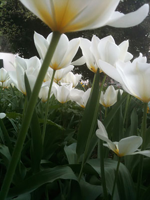 Printemps_tulipe_2011